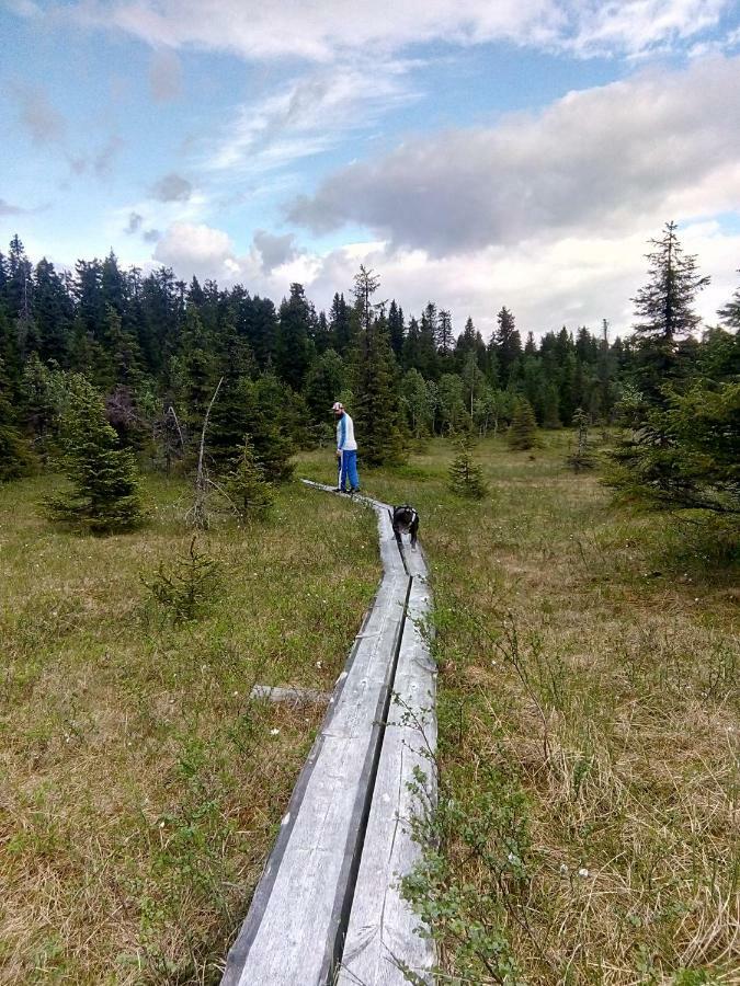 Metsorinne Kotila Exteriér fotografie
